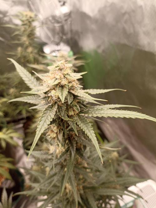 AntiDep F. Week 11