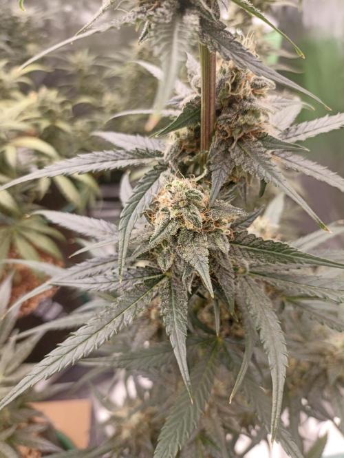 AntiDep F. Week 11