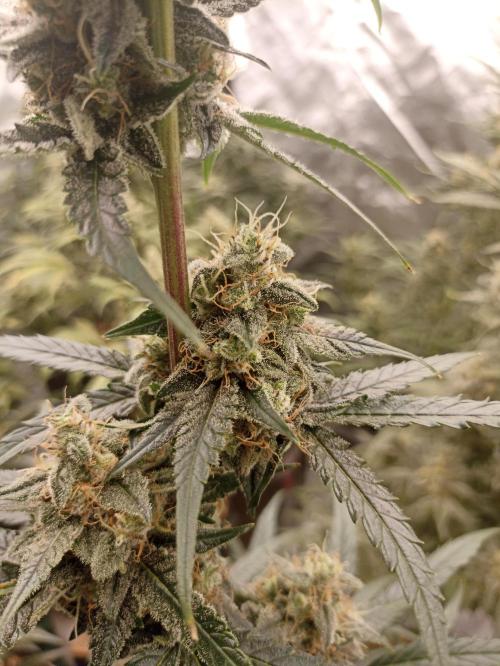 AntiDep F. Week 11
