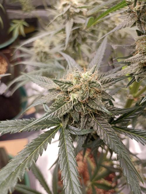 AntiDep F. Week 11