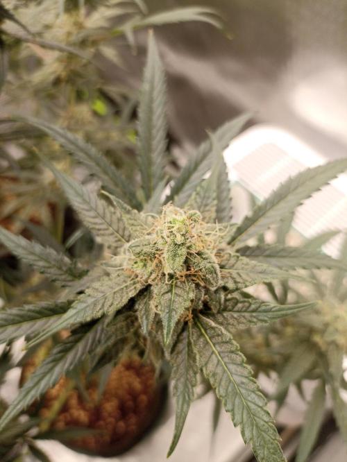 AntiDep F. Week 11