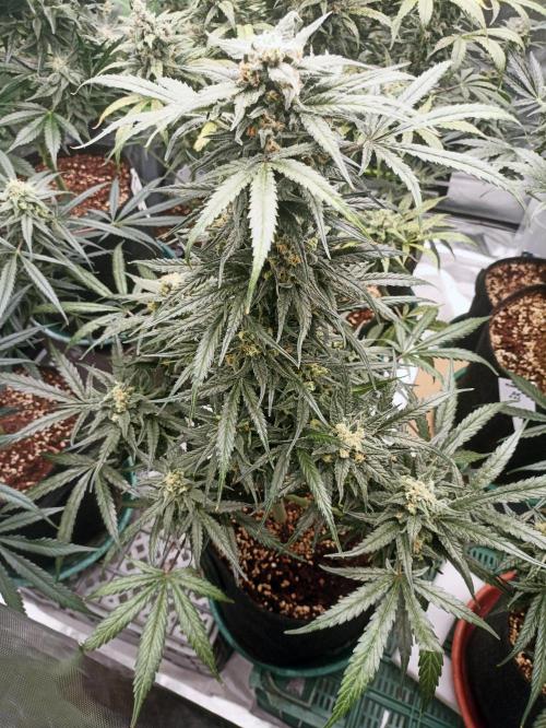 AntiDep Z. Week 11