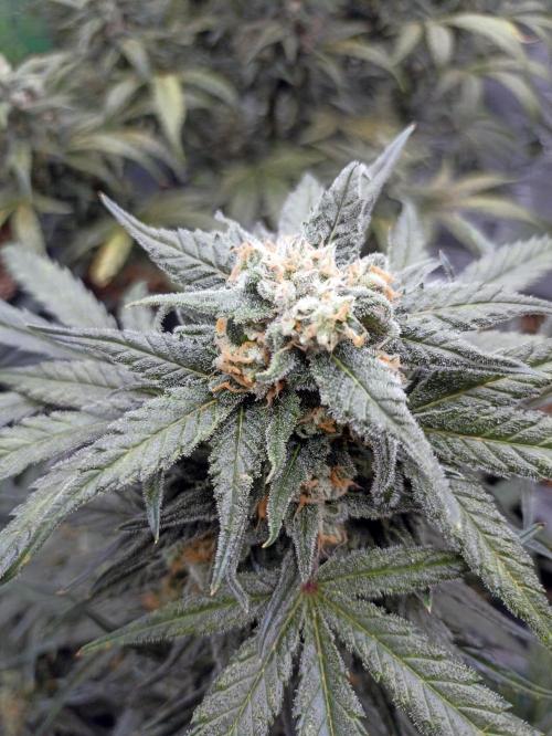 AntiDep Z. Week 11