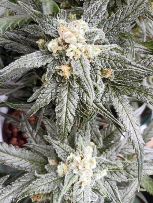 AntiDep Z. Week 11