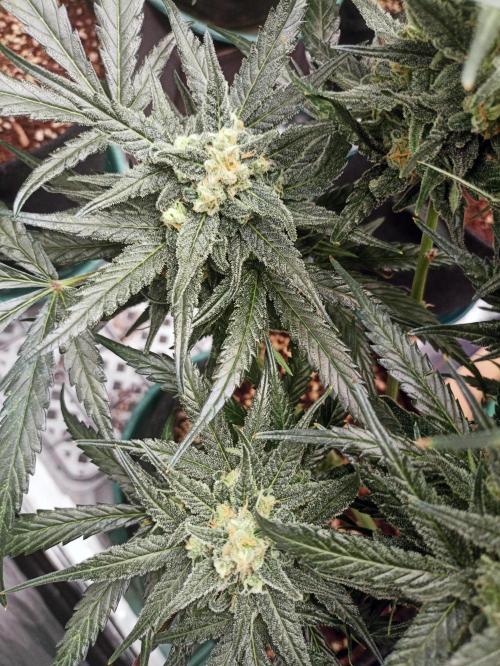 AntiDep Z. Week 11