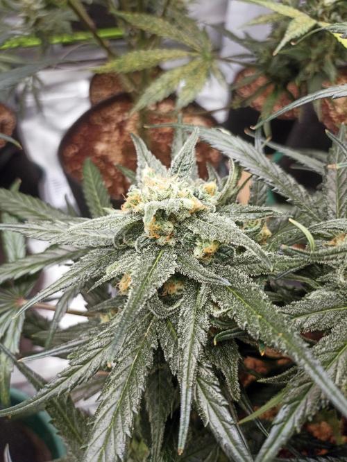AntiDep Z. Week 11