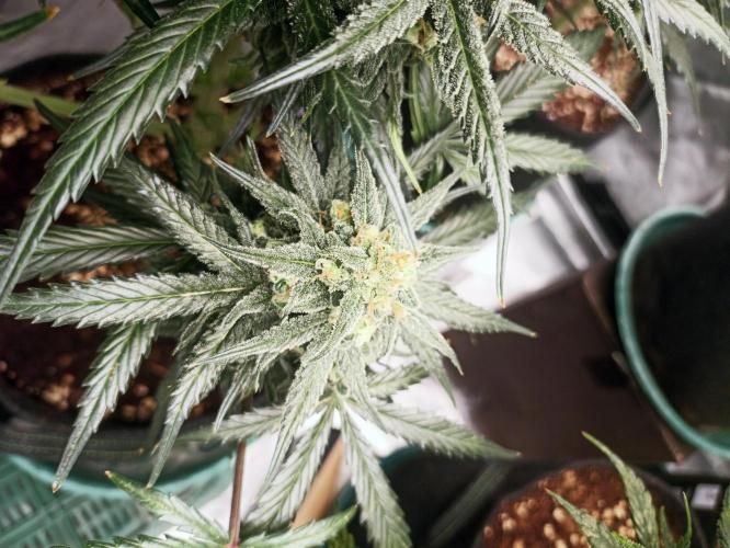AntiDep Z. Week 11