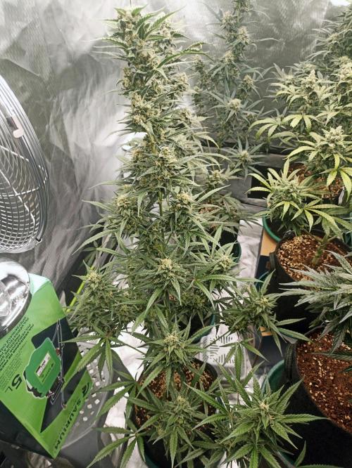 AntiDep Z. Week 11
