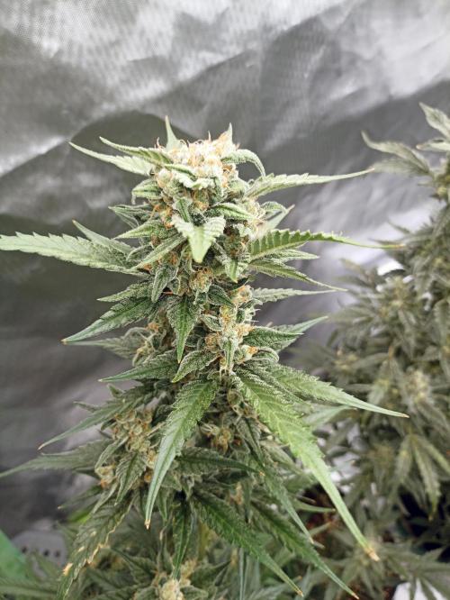 AntiDep Z. Week 11