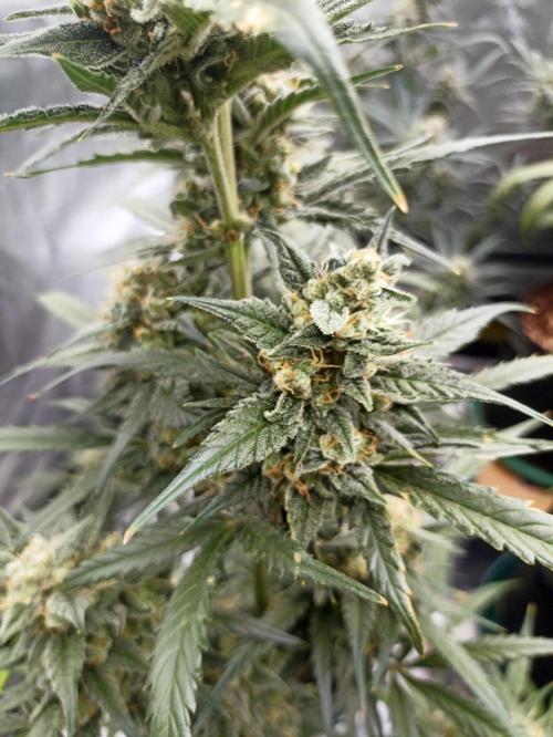 AntiDep Z. Week 11