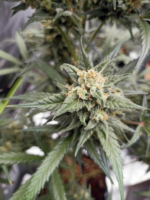AntiDep Z. Week 11