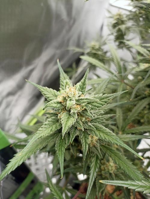 AntiDep Z. Week 11