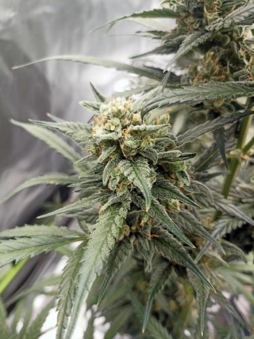 AntiDep Z. Week 11