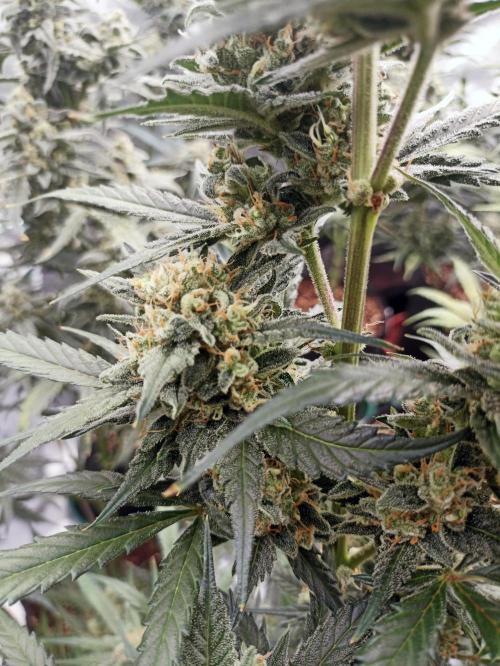 AntiDep Z. Week 11