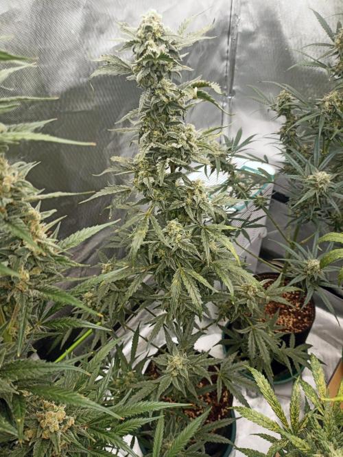 AntiDep Z. Week 11