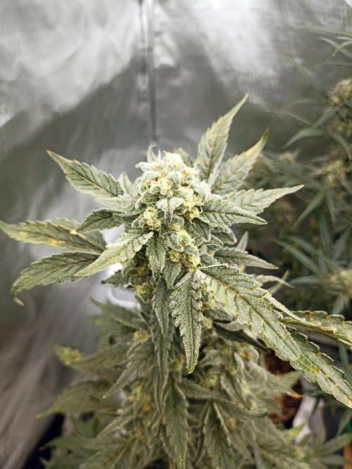 AntiDep Z. Week 11