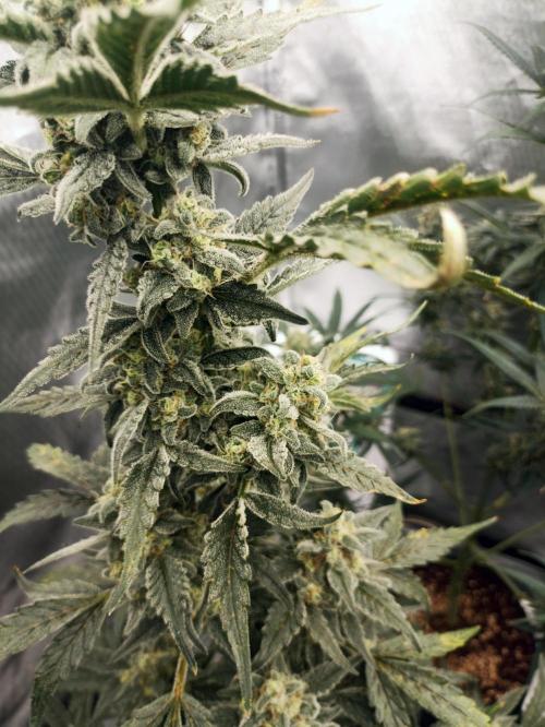 AntiDep Z. Week 11