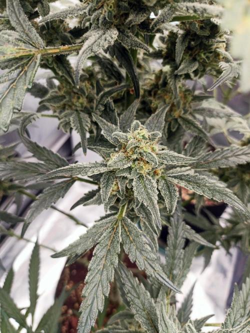 AntiDep Z. Week 11