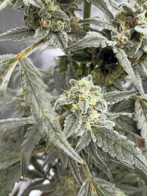 AntiDep Z. Week 11