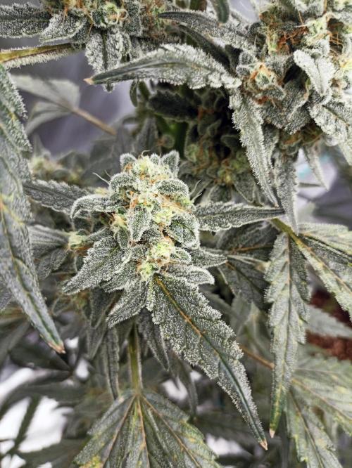 AntiDep Z. Week 11