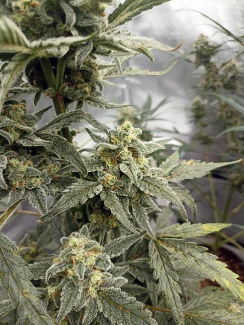 AntiDep Z. Week 11
