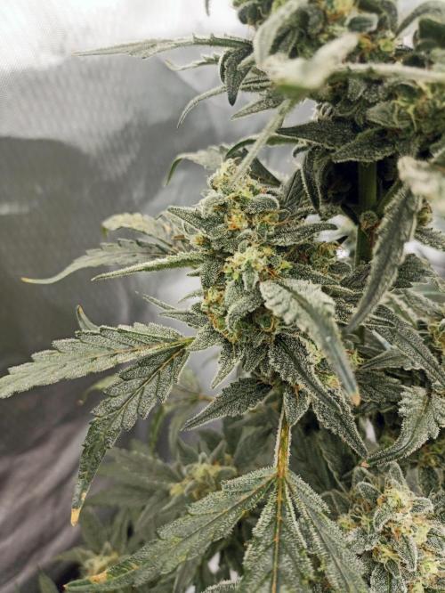 AntiDep Z. Week 11