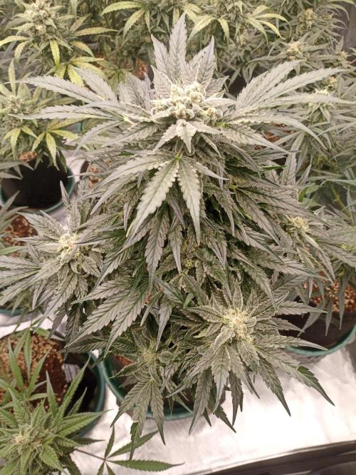 AntiDep AK. Week 11