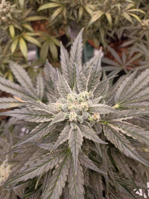AntiDep AK. Week 11
