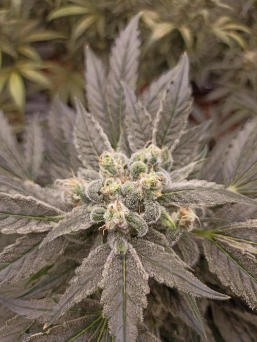 AntiDep AK. Week 11