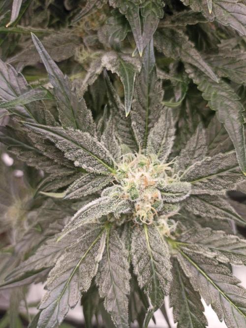 AntiDep AK. Week 11