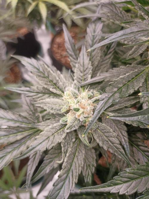 AntiDep AK. Week 11