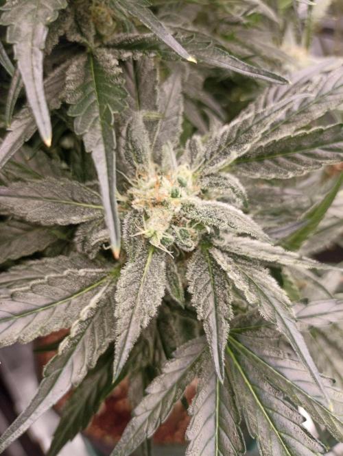 AntiDep AK. Week 11