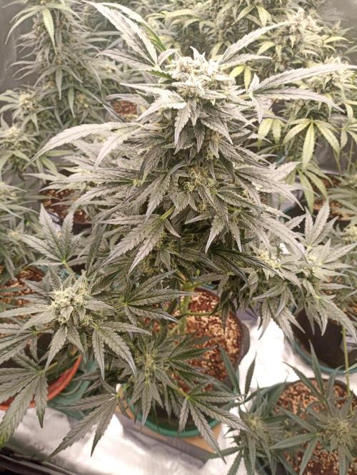 AntiDep AK. Week 11
