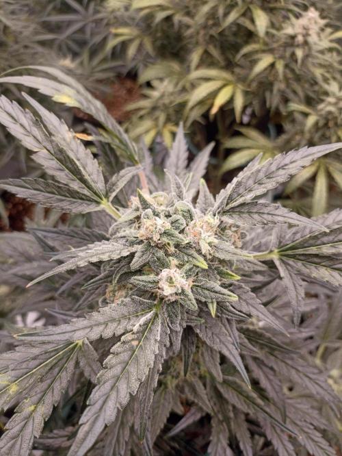 AntiDep AK. Week 11