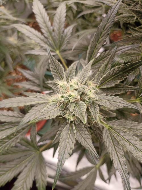 AntiDep AK. Week 11