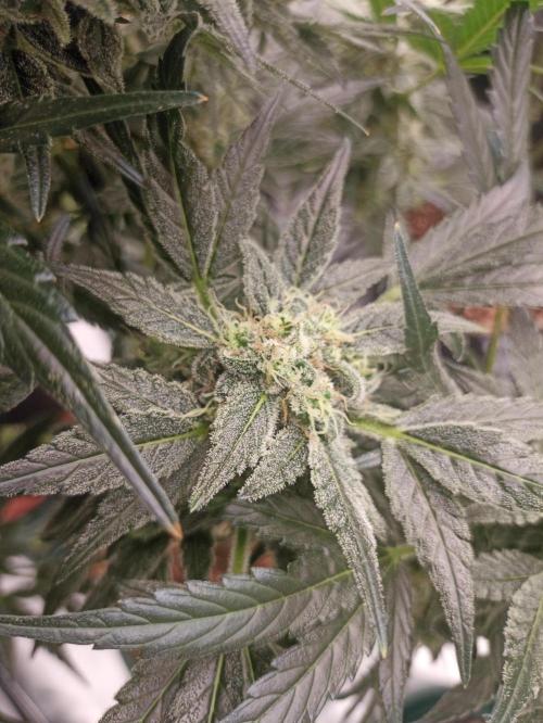 AntiDep AK. Week 11
