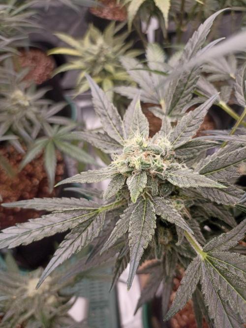 AntiDep AK. Week 11