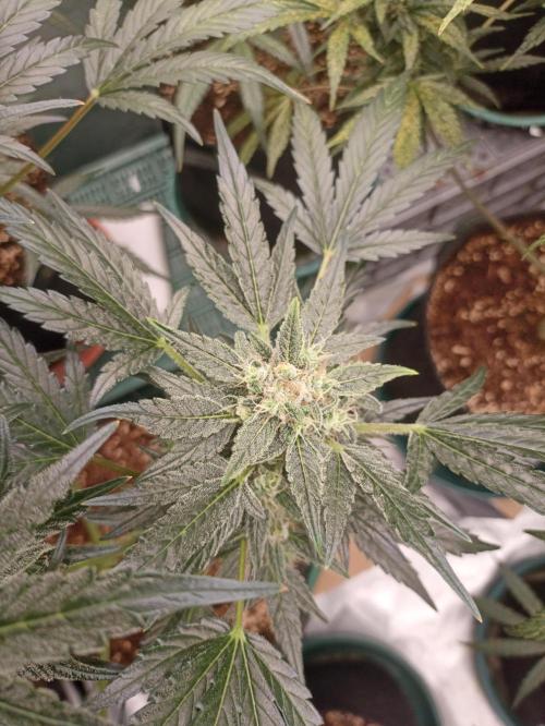 Auto AK XXL. Week 11