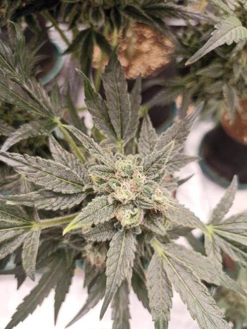 AntiDep AK. Week 12