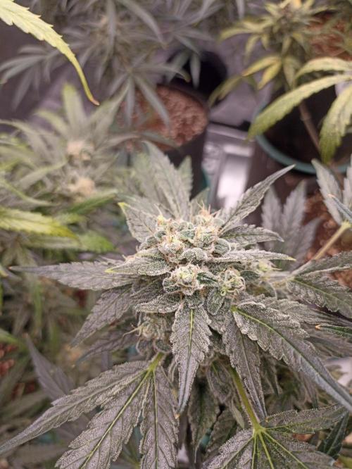 AntiDep AK. Week 12