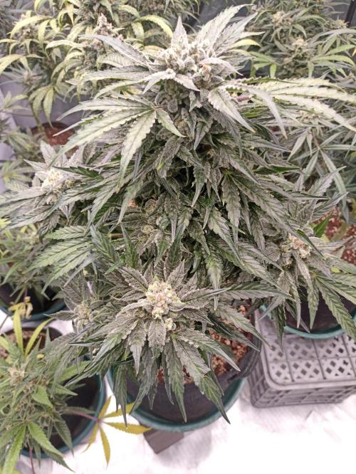 AntiDep AK. Week 12