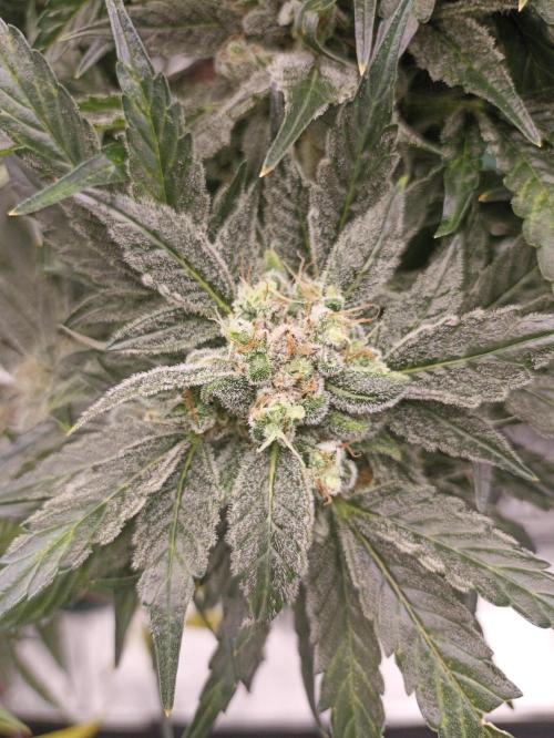 AntiDep AK. Week 12