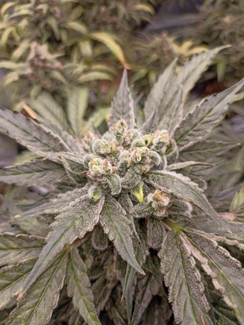 AntiDep AK. Week 12