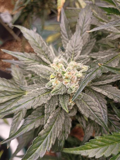 AntiDep AK. Week 12