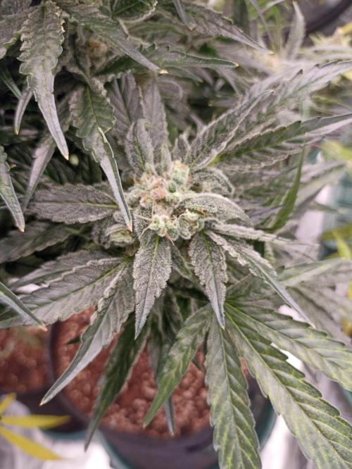 AntiDep AK. Week 12