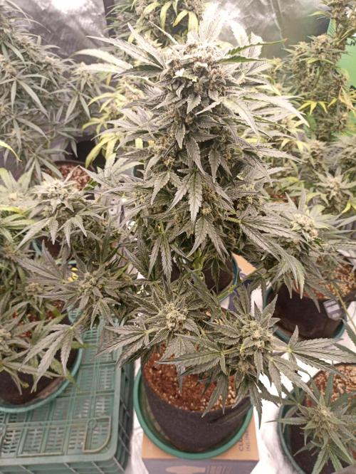 AntiDep AK. Week 12