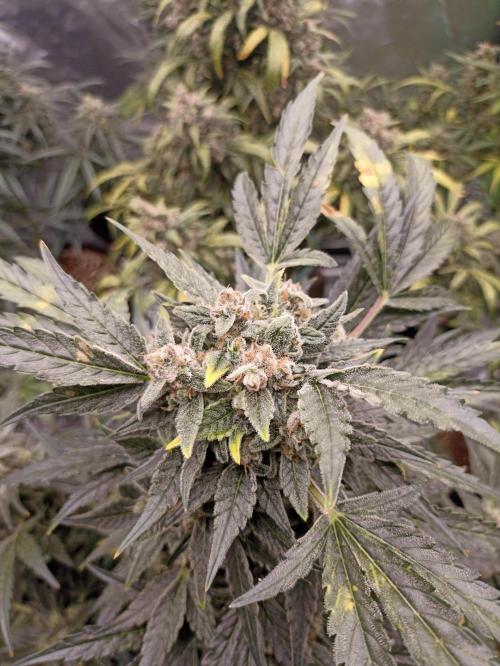 AntiDep AK. Week 12