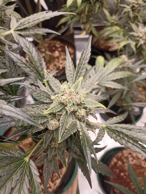 AntiDep AK. Week 12