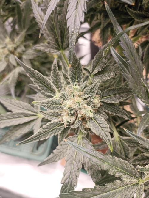 AntiDep AK. Week 12