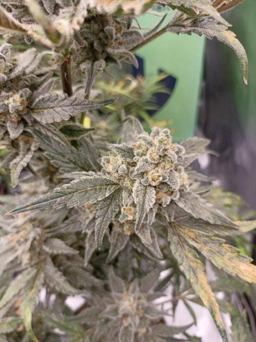 AntiDep Z. Week 12